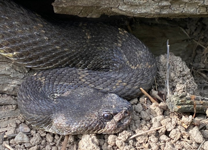 Northern Pacific Rattlesnake